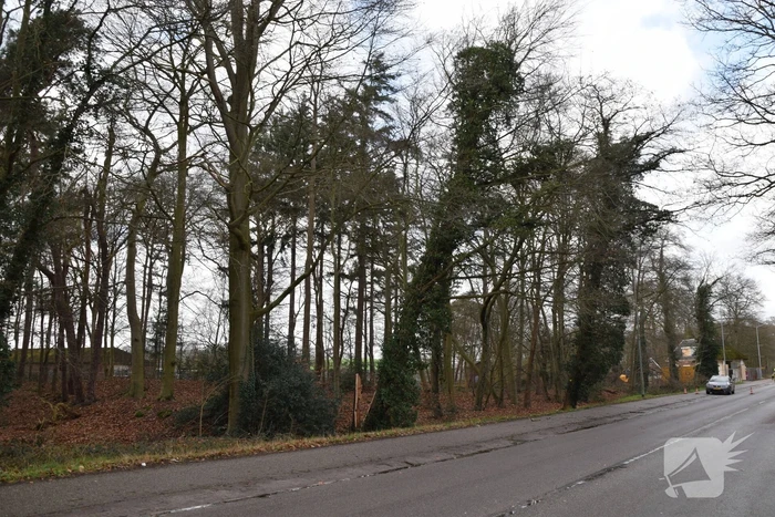 Brandweer laat boom gecontroleerd omvallen