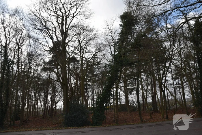 Brandweer laat boom gecontroleerd omvallen