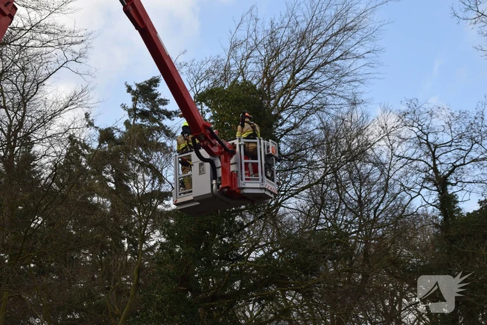 Brandweer laat boom gecontroleerd omvallen