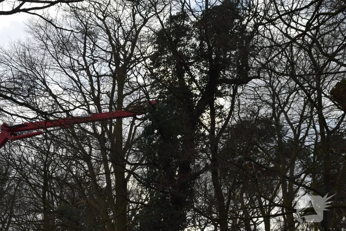 Brandweer laat boom gecontroleerd omvallen