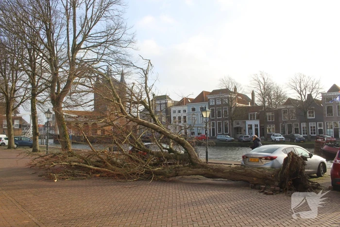natuur oude haven zierikzee