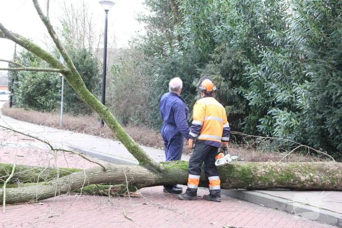 Boom blokkeert weg bij winkelcentrum