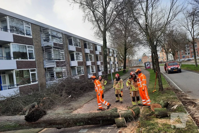 Grote boom waait over fietspad