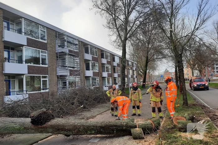 Grote boom waait over fietspad