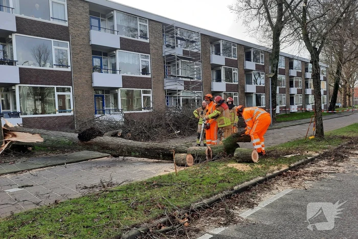 Grote boom waait over fietspad