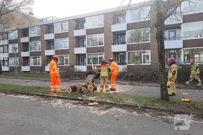Grote boom waait over fietspad