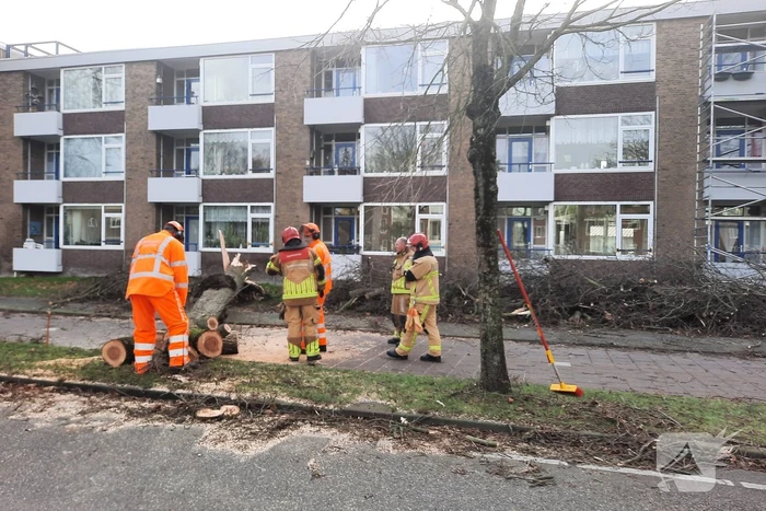 Grote boom waait over fietspad