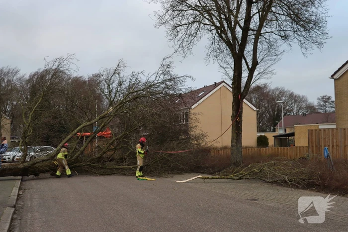 Drie bomen waaien om in dezelfde straat