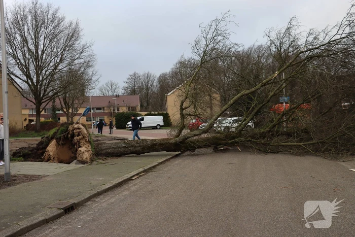 Drie bomen waaien om in dezelfde straat