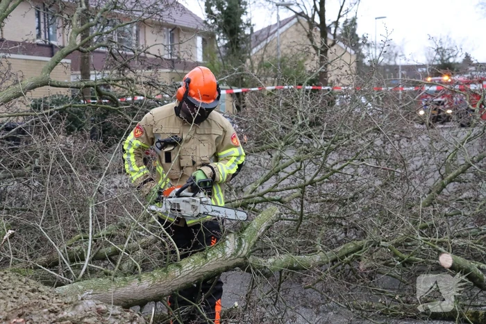 Drie bomen waaien om in dezelfde straat