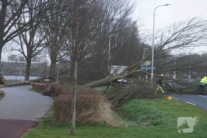 Omgewaaide boom blokkeren weg