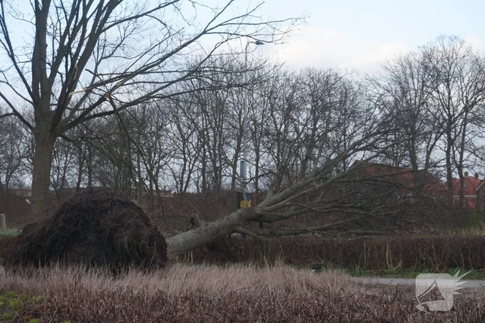 Omgewaaide boom blokkeren weg