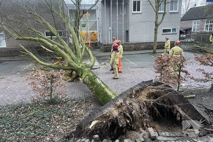natuur bernhardstraat bakel