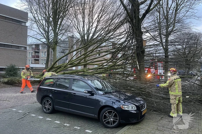 Grote boom valt op geparkeerde auto