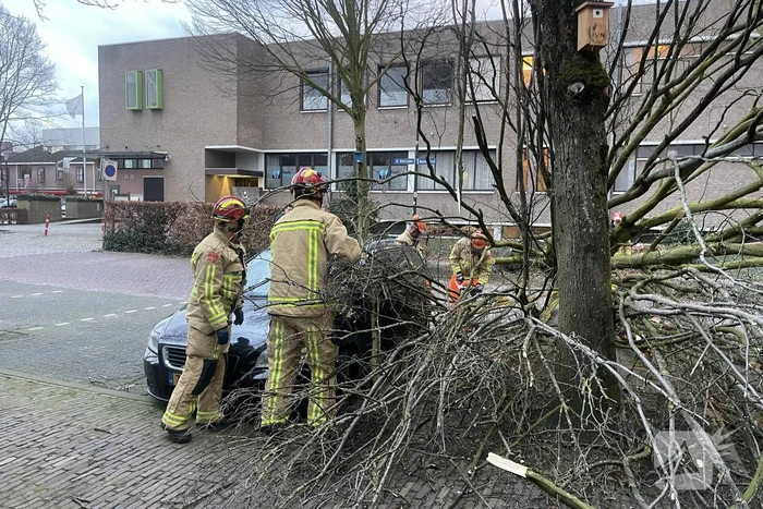 Grote boom valt op geparkeerde auto