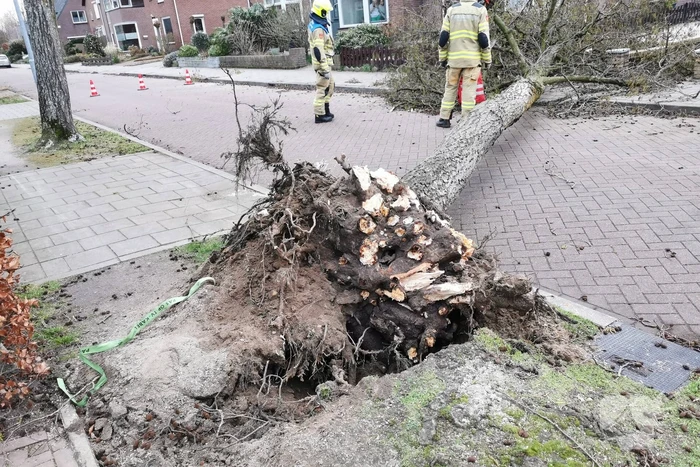 Grote boom omgezaagd door brandweer