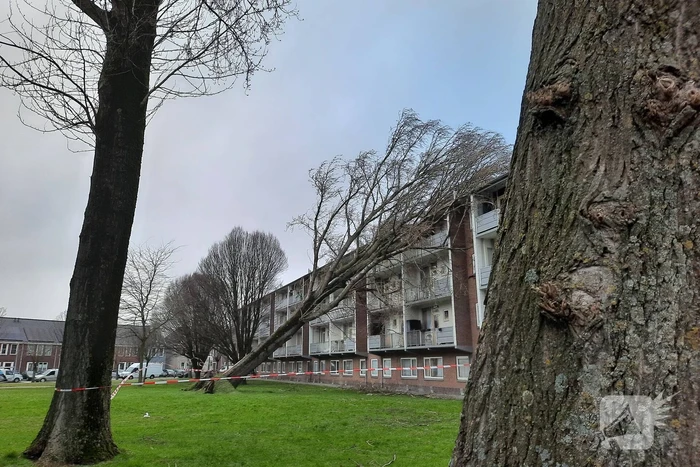natuur morgensterstraat zaandam