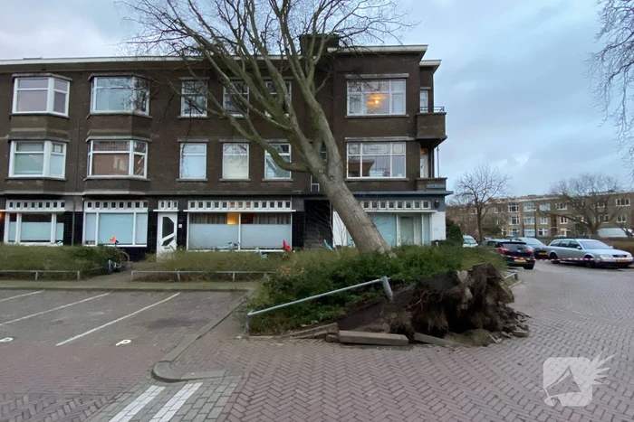 Grote boom waait tegen appartementencomplex aan
