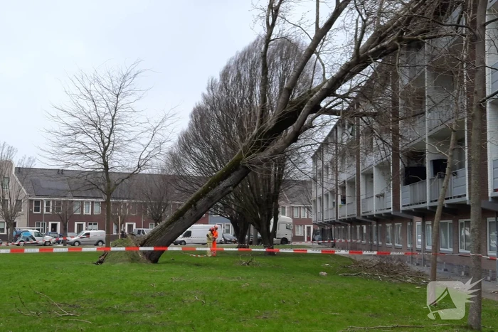 Boom waait tegen flat