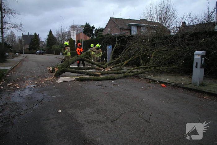 Grote tak breekt uit boom