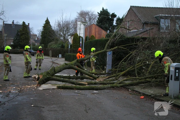 Grote tak breekt uit boom