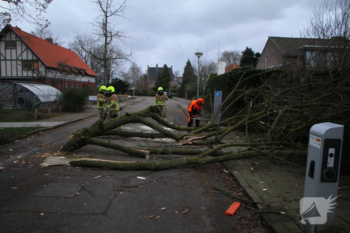 Grote tak breekt uit boom