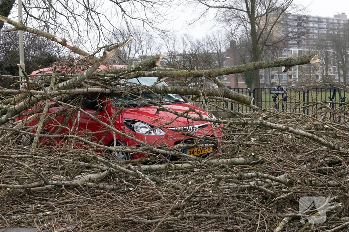 Twee auto's beschadigd door grote boom