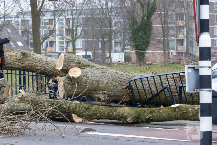 Twee auto's beschadigd door grote boom