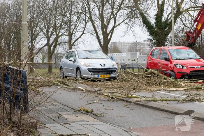 Twee auto's beschadigd door grote boom