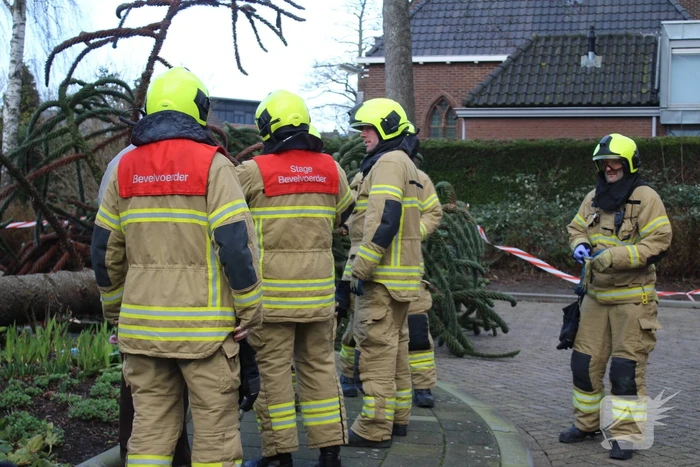 Omgewaaide boom in voortuin