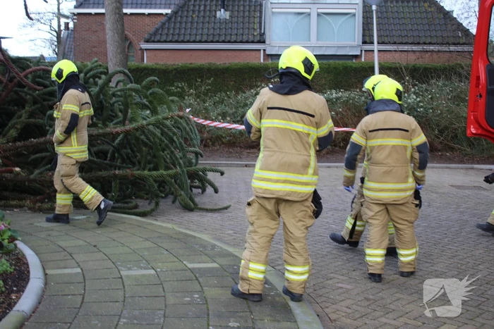 Omgewaaide boom in voortuin