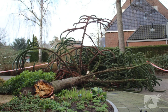 natuur van kijfhoekstraat hendrik-ido-ambacht