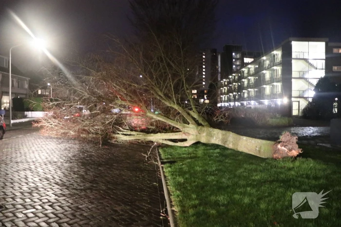 Boom blokkeert weggedeelte