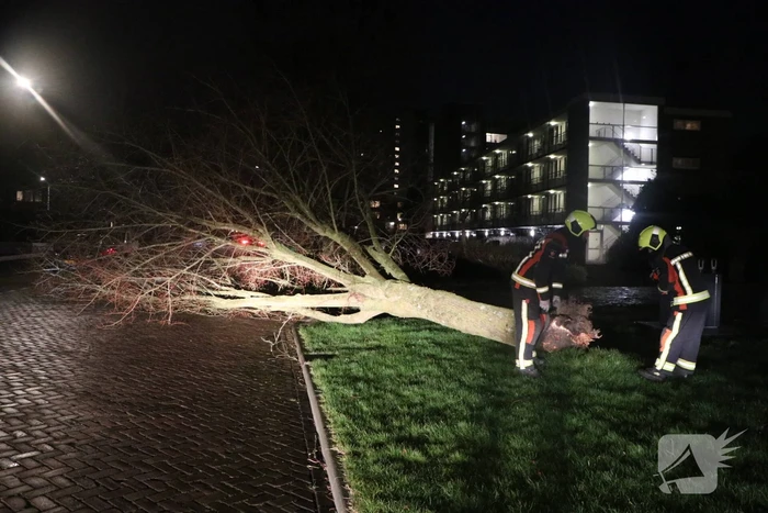 Boom blokkeert weggedeelte