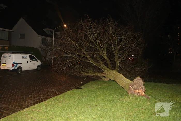 Boom blokkeert weggedeelte