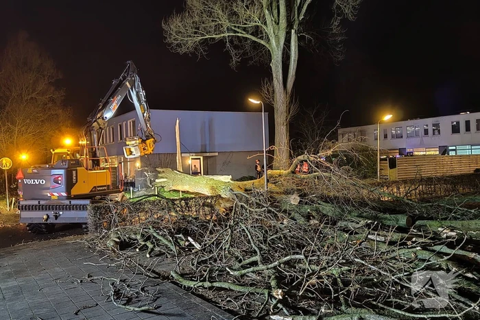 Grote boom omgewaaid in woonwijk