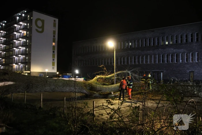 Grote boom omgewaaid in woonwijk