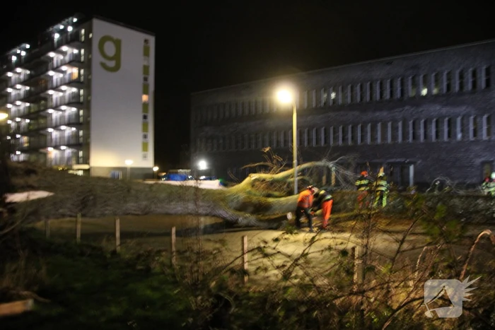 Grote boom omgewaaid in woonwijk