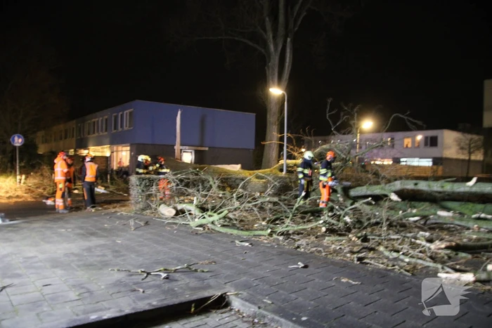 Grote boom omgewaaid in woonwijk