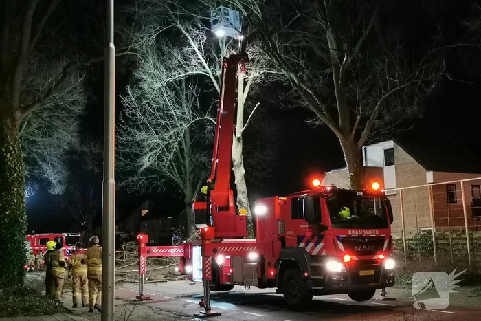 Grote boom dreigt om te vallen
