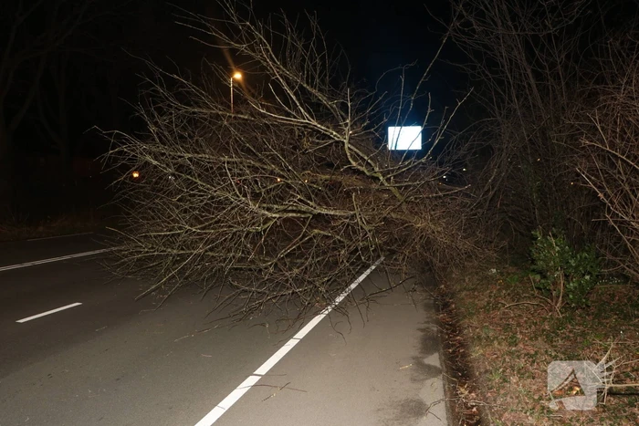 Omgevallen boom blokkeert weg