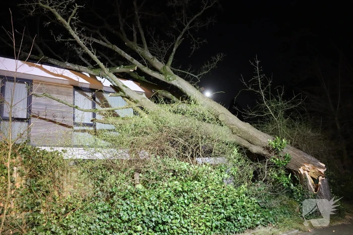 Grote boom valt op woonhuis