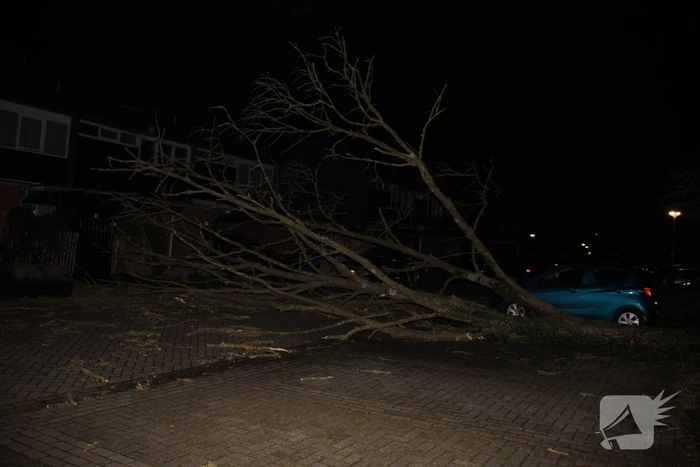 Omgevallen boom in stukken gezaagd door brandweer