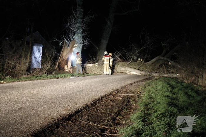 Brandweer zaagt grote boom in stukken