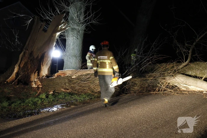 Brandweer zaagt grote boom in stukken