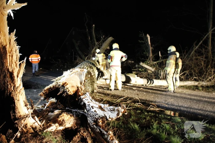 Brandweer zaagt grote boom in stukken