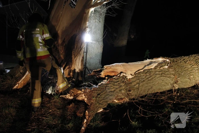Brandweer zaagt grote boom in stukken