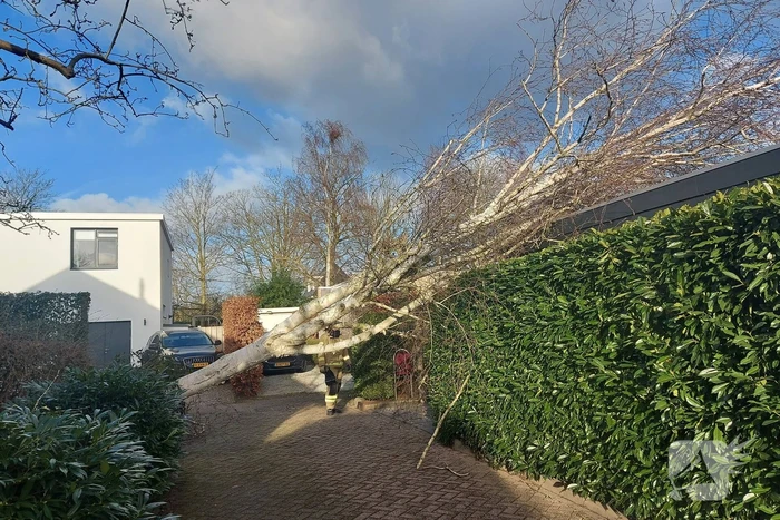 Omgewaaide boom verspert doorgang