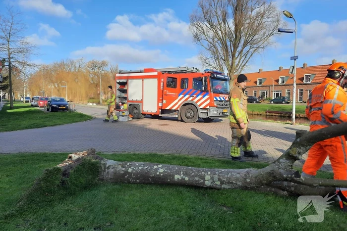 Weg verspert door een omgewaaide boom