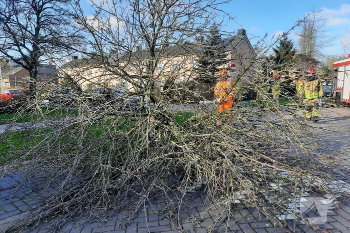 Weg verspert door een omgewaaide boom